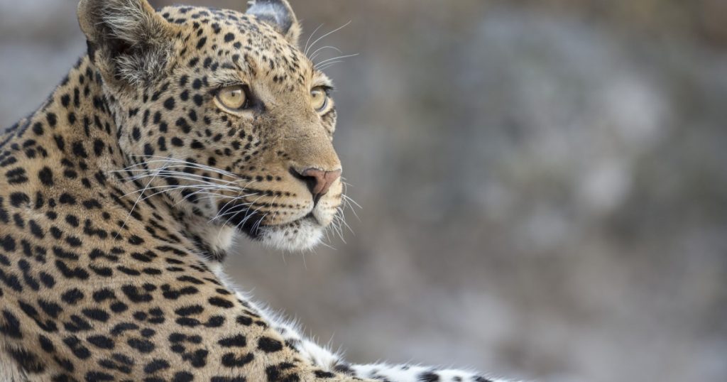 Leopardul din Rajasthan: O incursiune neașteptată în viața urbană și impactul asupra comunității
