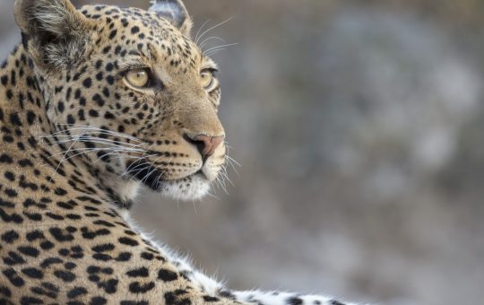 Leopardul din Rajasthan: O incursiune neașteptată în viața urbană și impactul asupra comunității