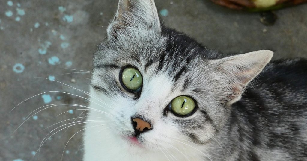 Pisica traficantă: Cum un animal a devenit un mijloc de contrabandă în închisorile din Rusia