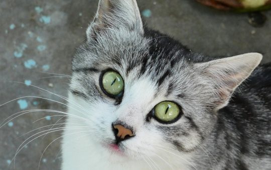Pisica traficantă: Cum un animal a devenit un mijloc de contrabandă în închisorile din Rusia