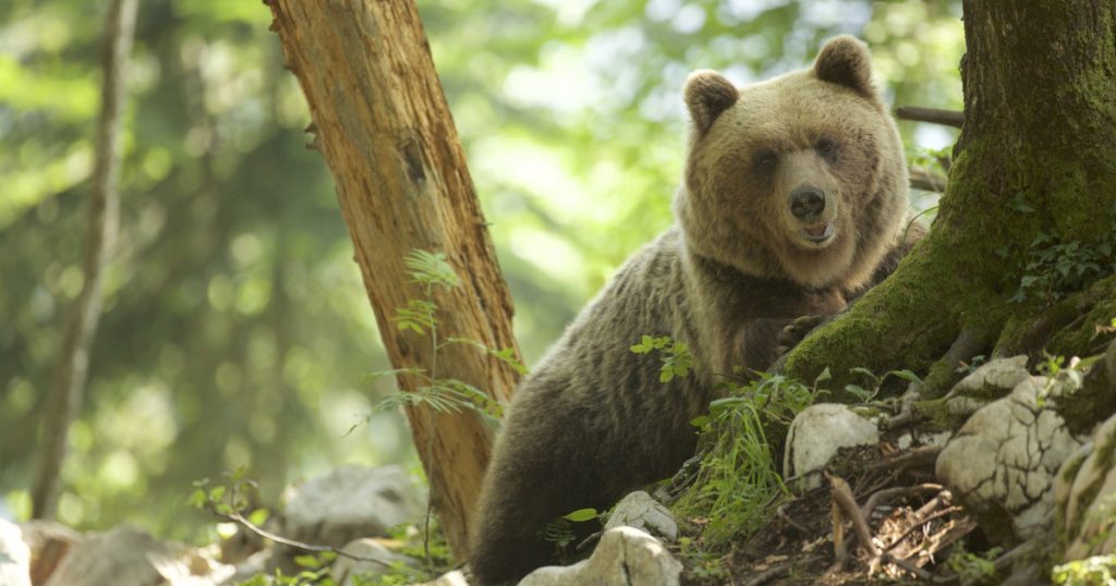 Tragedia unei ursoaice în Poiana Brașov: Dilema coexistenței între oameni și animale sălbatice