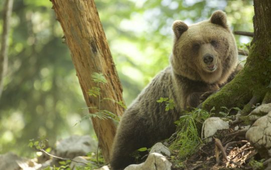 Tragedia unei ursoaice în Poiana Brașov: Dilema coexistenței între oameni și animale sălbatice