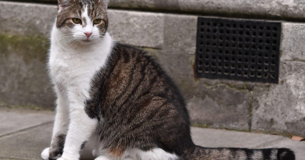 Larry, Motanul de la Downing Street: O Prezență Constantă în Vremea Schimbărilor Politice