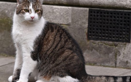 Larry, Motanul de la Downing Street: O Prezență Constantă în Vremea Schimbărilor Politice