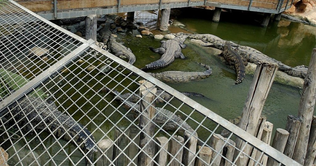 Crocodilii de Nil în Penitenciarele Israeliene: O Măsură Controversată pentru Securitate