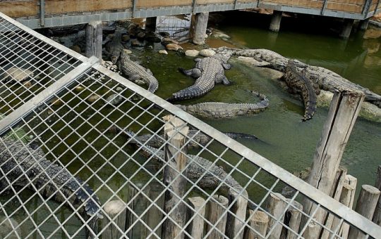Crocodilii de Nil în Penitenciarele Israeliene: O Măsură Controversată pentru Securitate