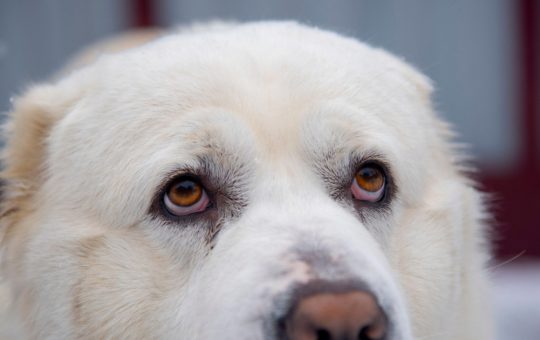 Responsabilitatea față de animale: Cazul bărbatului amendat pentru abandonul unui câine