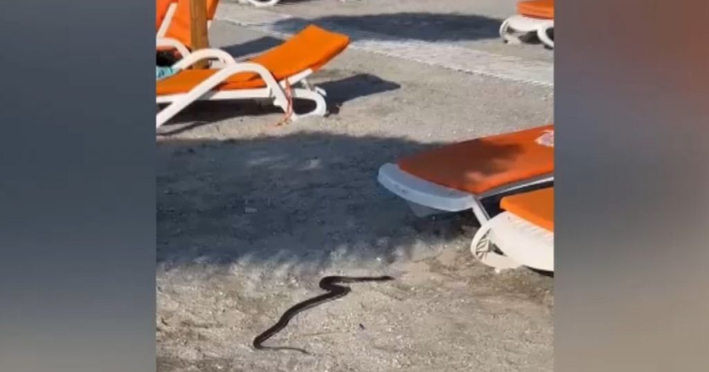 Panică pe litoral: Întâlnirea neașteptată cu un șarpe de un metru și jumătate în stațiunea Venus