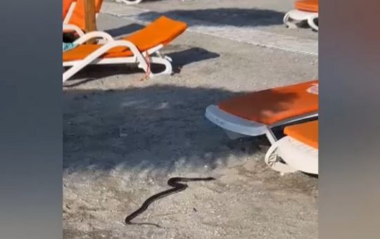 Panică pe litoral: Întâlnirea neașteptată cu un șarpe de un metru și jumătate în stațiunea Venus