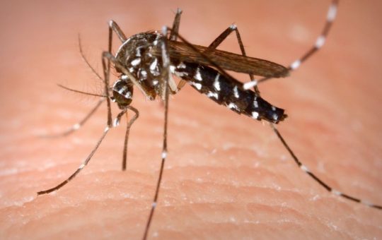 Epidemia de West Nile în România: Analiză detaliată asupra cazurilor recente și recomandările medicale
