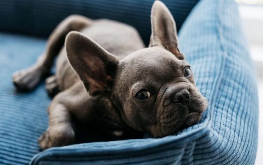 Decizie inedită în Oradea: Justiția recunoaște drepturile emoționale ale stăpânilor de animale