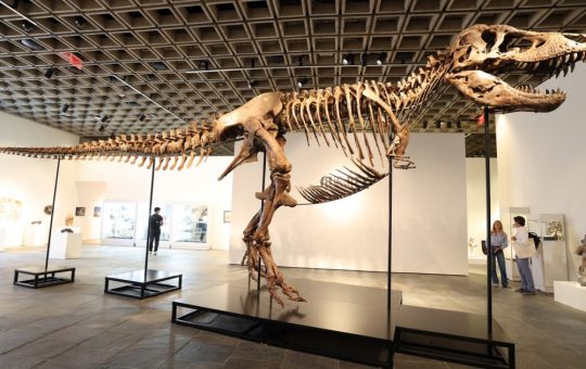 Vânzarea record a scheletului de T-Rex: Implicații și perspective asupra pieței fosilelor