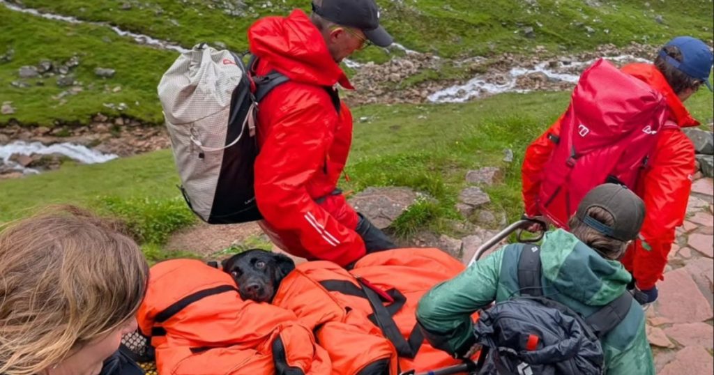 Câinele Drogaț de pe Ben Nevis: O Poveste de Salvare și Implicațiile Consumul de Canabis în Rândul Animalelor