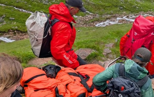 Câinele Drogaț de pe Ben Nevis: O Poveste de Salvare și Implicațiile Consumul de Canabis în Rândul Animalelor
