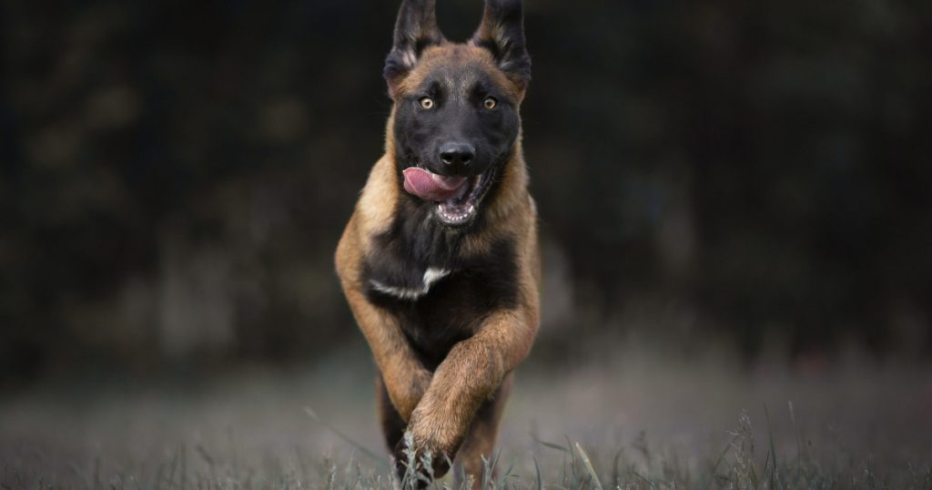 Racheta cu blană: Ascensiunea ciobănescului belgian Malinois în forțele de poliție și armată