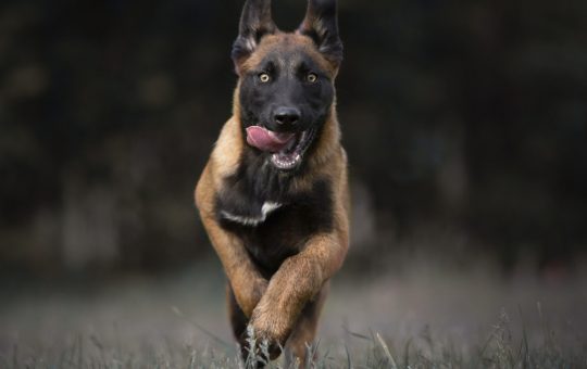 Racheta cu blană: Ascensiunea ciobănescului belgian Malinois în forțele de poliție și armată