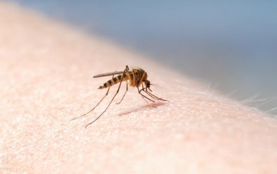 Creșterea cazurilor de infecție cu virusul West Nile: O urgență sanitară în România