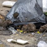Bucureștiul și invazia șobolanilor: O problemă alarmantă pentru sănătatea publică