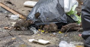 Bucureștiul și invazia șobolanilor: O problemă alarmantă pentru sănătatea publică