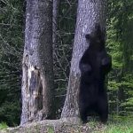 Urșii din Pădurea Borsec: Comportamente fascinante și semnificația lor ecologică