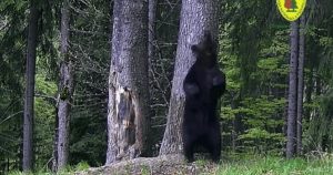 Urșii din Pădurea Borsec: Comportamente fascinante și semnificația lor ecologică