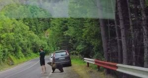 Întâlniri periculoase pe Transfăgărășan: Turismul și fauna sălbatică în România