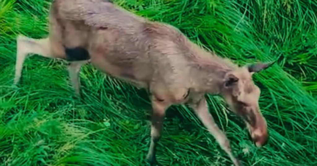 Revenirea elanului în pădurile României: Un nou început pentru fauna autohtonă