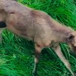 Revenirea elanului în pădurile României: Un nou început pentru fauna autohtonă