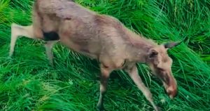 Revenirea elanului în pădurile României: Un nou început pentru fauna autohtonă