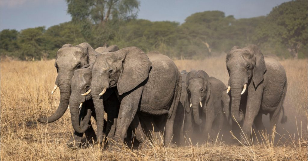 Moartea misteriosă a 15 elefanți în Kenya: Impactul asupra ecosistemului Amboseli și ipotezele cercetătorilor