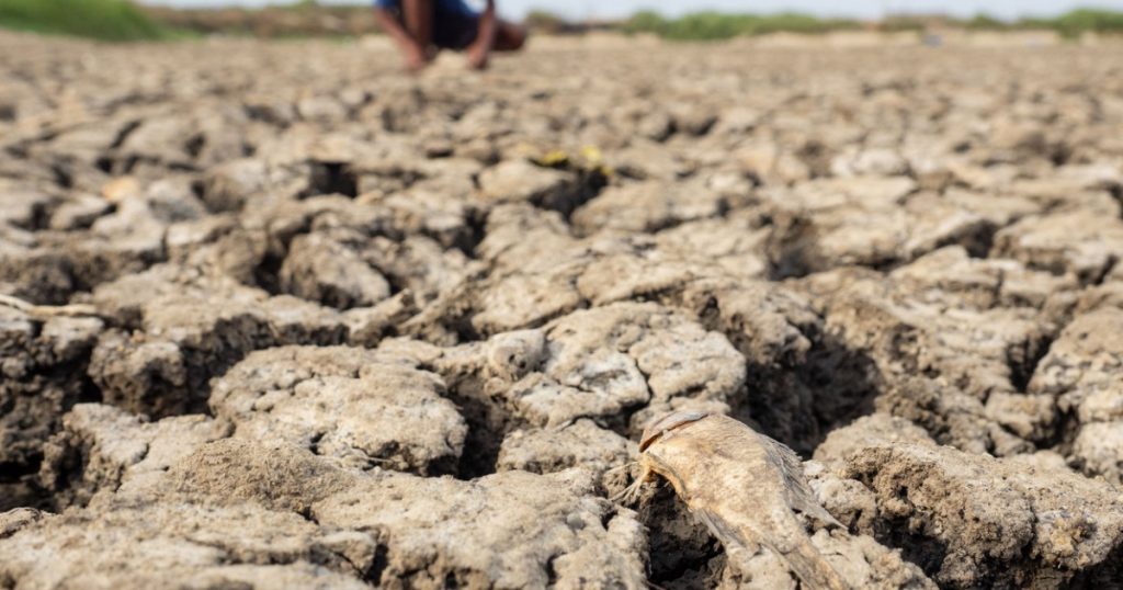El Niño: O Amenințare Potentă pentru Securitatea Alimentară Globală