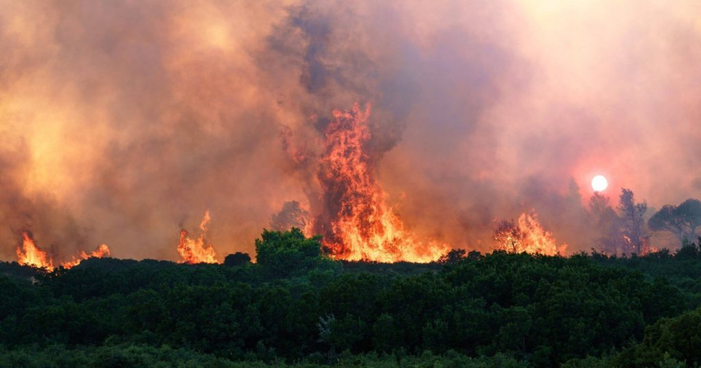 Gândacul negru de foc: Un aliat surprinzător în lupta împotriva incendiilor de vegetație