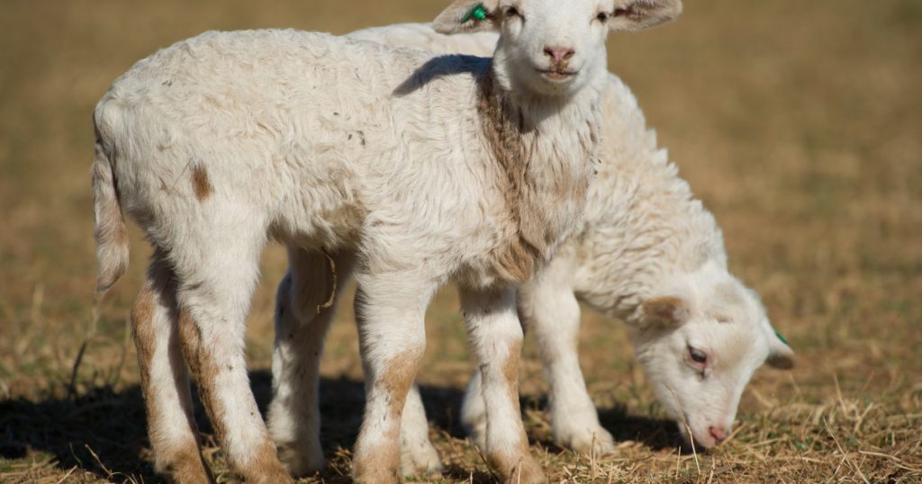 Transportul Ilegal de Miei în Județul Alba: O Amenințare la Biosecuritatea Animalelor din România