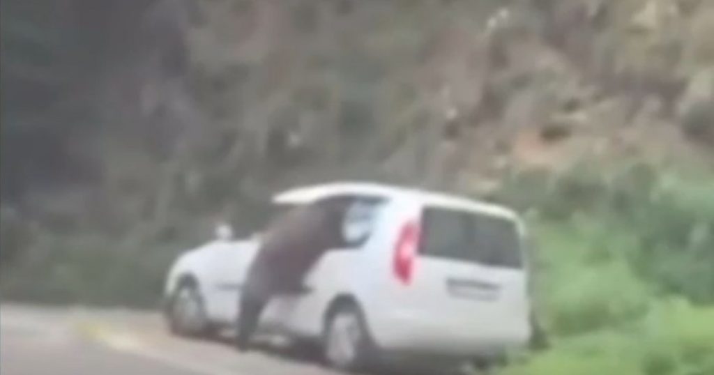 Întâlnire periculoasă pe Transfăgărășan: Ursul înfometat și provocările interacțiunii om-animal sălbatic