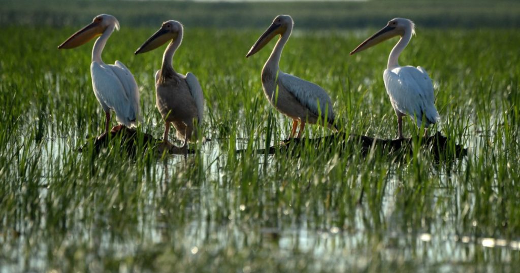 Ministerul Mediului și Viitorul Biodiversității în România: O Analiză Detaliată a Zonelor Prioritare