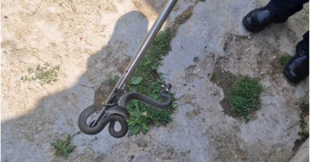 Apariția Șerpilor în Gospodării: Fenomenul Naturii și Implicațiile Sale în Contextul Schimbărilor Climaterice