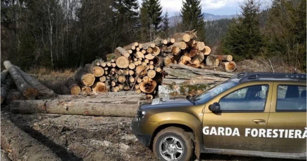 Descoperirea alarmantă a Gărzii Forestiere: Tăieri ilegale masive în județul Brașov