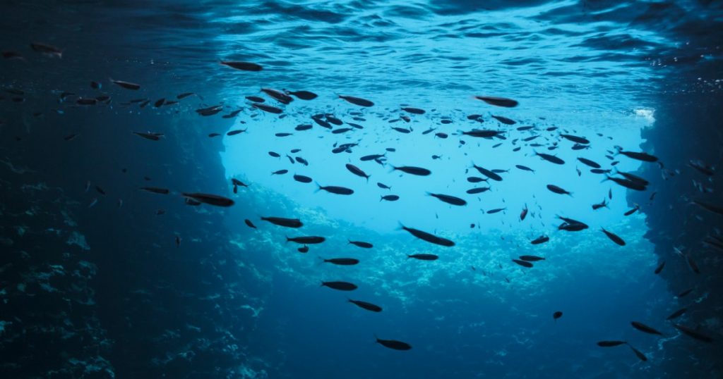 Oceanele Lumii în Atingerea Punctului de Fervor: Analiza Temperaturilor Record în Iulie 2026
