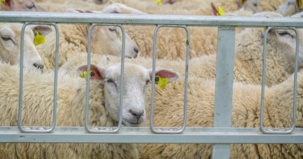 Transport Ilegal de Ovine în Vaslui: O Privire Detaliată asupra Implicațiilor și Riscurilor Asociate