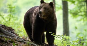 Confruntarea dintre oameni și urși în Poiana Brașov: O analiză a incidentelor recente și implicațiile asupra conservării faunei sălbatice