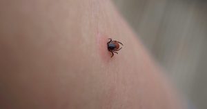 Vaccinul Pfizer împotriva bolii Lyme: O nouă speranță în lupta cu infecțiile transmise prin căpușe