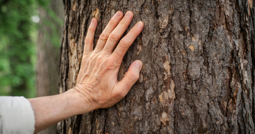 Importanța Copacilor Bătrâni: De Ce Salvarea Lor Ar Putea Proteja Vieți Mai Mult Decât Plantarea Unora Noi