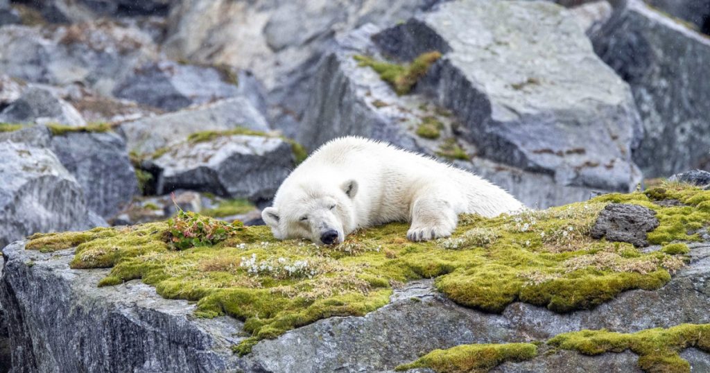 Impactul deranjării faunei sălbatice: Cazul ursului polar din Svalbard și reglementările ecologice ale Norvegiei