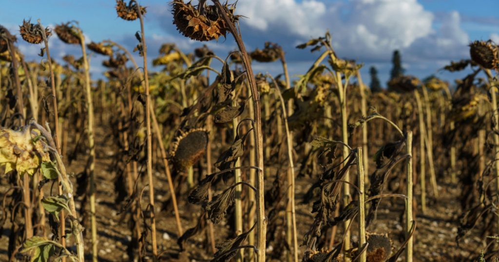 Criza agricolă fără precedent în Europa: Valurile de căldură și seceta devastatoare afectează fermierii