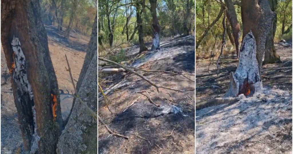 Incendiile Subterane din Lunca Mureșului: O Amenințare Neobișnuită pentru Comunitate