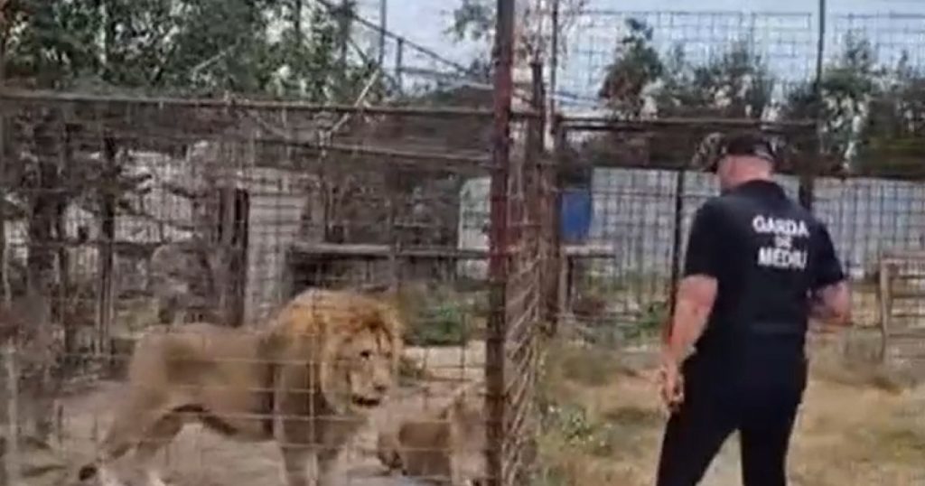 Descinderi la o Grădină Zoologică Ilegală din Dâmbovița: O Privire Detaliată Asupra Abuzurilor și Impactului Asupra Faunei Sălbatice