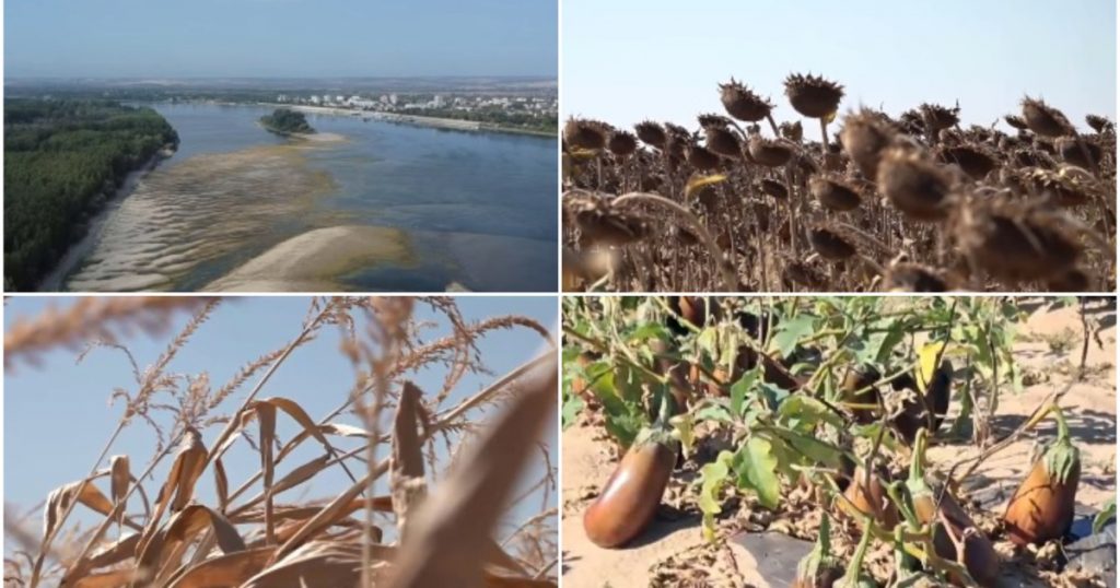 Criza Agricolă în Sudul României: Impactul Secetei și Al Dunării Secate Asupra Fermierilor