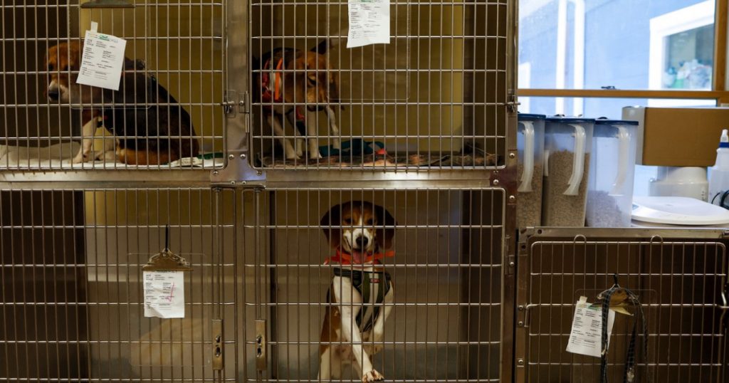 Abuzul asupra animalelor: Cazul cutremurător al femeii din Arad și implicațiile sale sociale