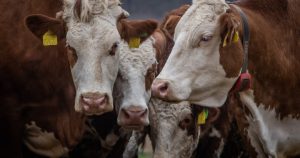 Scandalul subvențiilor agricole din Grecia: Fermierii au „muls” fondurile UE cu ajutorul unor vaci imaginare