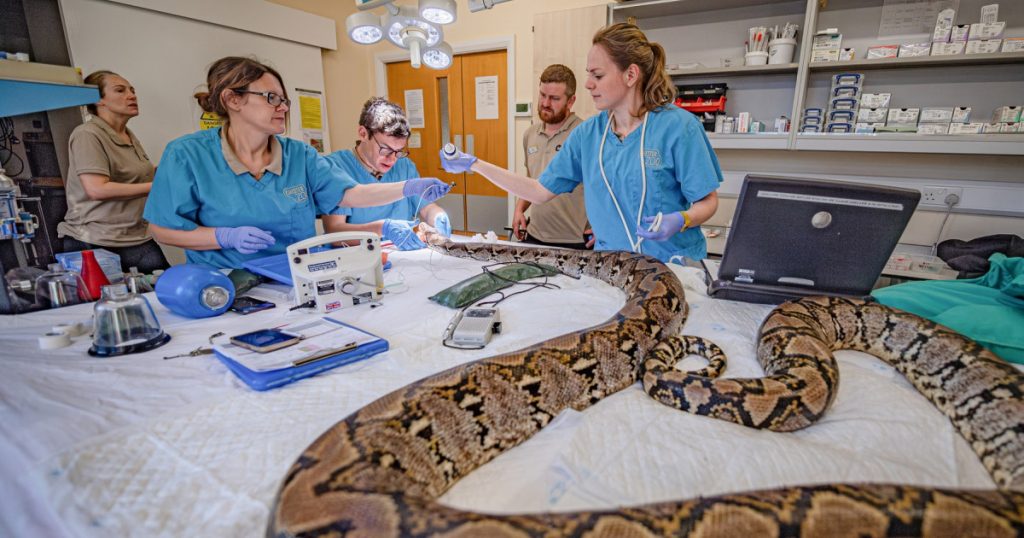 Premiera medicală a electrochimioterapiei: Cum pitonul Jodie Foster a devenit simbolul unei noi ere în tratamentele veterinare împotriva cancerului